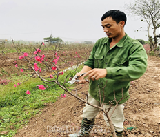 “Dưỡng sức” cho hoa, cây cảnh sau Tết