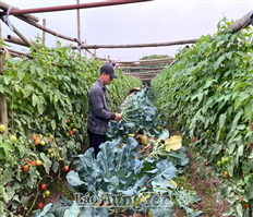 Tiên Lữ: Rau xanh sẵn sàng phục vụ thị trường dịp Tết