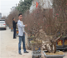 Làng đào Ngọc Ðà nhộn nhịp đón Tết