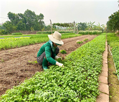 Khoái Châu: Sản xuất rau màu gắn với nhu cầu thị trường