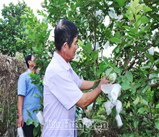 Phát triển vùng sản xuất cây ăn quả, hoa, cây cảnh tập trung