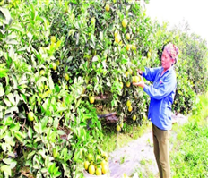 Phát triển kinh tế gia đình nhờ tín dụng chính sách