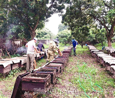 Nhộn nhịp mùa thu hoạch mật ong hoa nhãn