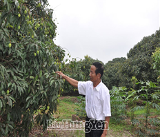 Hưng Yên: Thúc đẩy chuyển đổi cơ cấu cây trồng, nâng cao giá trị sản xuất nông nghiệp
