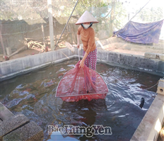 Huyện Tiên Lữ có trên 620ha nuôi thả thủy sản