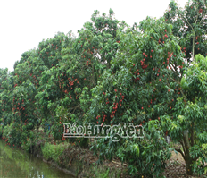 Ghép vải trứng trên gốc vải lai: Hướng đi mới mang lại hiệu quả kinh tế cao cho người dân Phù Cừ