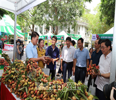 Khai mạc Phiên chợ vải Hưng Yên năm 2025