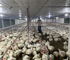 Tiêu chí nổi trội, “dấu ấn” trong xây dựng nông thôn mới kiểu mẫu