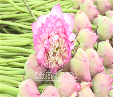 Người dân huyện Kim Động trồng sen, thu lợi nhuận từ gốc đến ngọn