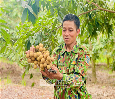 Nông dân xã Hiệp Cường thu hoạch trên 6 tấn nhãn chín sớm