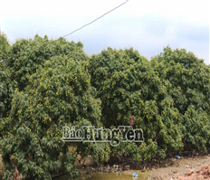 Thủ phủ vải ở Hưng Yên chuẩn bị thu hoạch khoảng 14.500-15.000 tấn quả