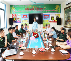 Giống lúa Nhiệt đới 15 đạt năng suất 9 tấn/ha