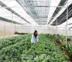 Thu lãi tiền tỷ từ sản xuất rau sạch theo tiêu chuẩn VietGAP