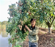 Hưng Yên: Nhãn chín sớm giá đến 70.000/kg