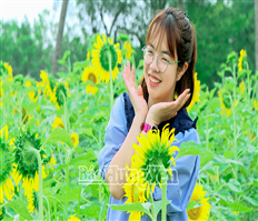 Đồi hoa hướng dương - Điểm thu hút khách du lịch đầu hè