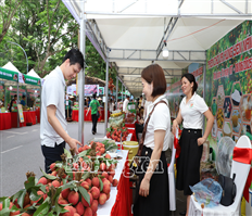 Nearly 20,000 Visitors Attend and Shop at Hung Yen Lychee Fair 2025