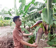 Phường Sơn Nam: 27 héc-ta chuối được cấp mã số vùng trồng xuất khẩu