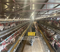 Hiệu quả hoạt động của Hợp tác xã gà Đông Tảo Bách Hồng