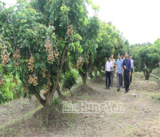 Hiệu quả mô hình thâm canh nhãn đặc sản tại xã Tân Hưng