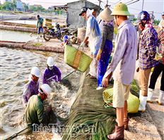 Xã Đông Thụy Anh đẩy mạnh phát triển kinh tế biển