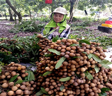 Nhãn lồng Hưng Yên cho nguồn thu trên 900 tỷ đồng