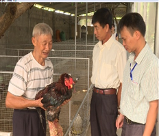 Ông Lê Xuân Vết hơn 40 năm lưu giữ và phát triển giống gà Đông Tảo