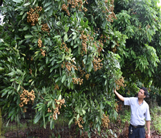 Trăn trở nhãn trái vụ ở Hưng Yên