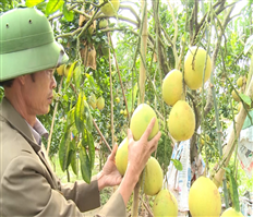 Mô hình bưởi diễn theo tiêu chuẩn sạch ở Khoái Châu ước thu 300 triệu đồng