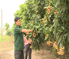 Nhãn muộn của một hộ ở thành phố Hưng Yên giá cao gấp đôi nhãn chính vụ