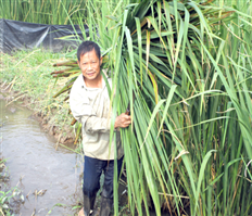 Người trồng niễng ở Hưng Yên trúng mùa, được giá