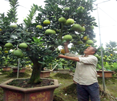 Nông dân Văn Giang "làm đẹp" cây cảnh phục vụ Tết cổ truyền