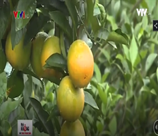 Cam sạch - Hướng đi mới của Hưng Yên