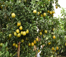 Thêm một địa điểm sinh thái cho người Hà Nội tại Hưng Yên