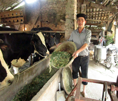 Hưng Yên: Thành công trong chăn nuôi bò sữa