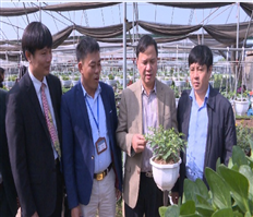 Thẩm định xét công nhận làng nghề hoa, cây cảnh Xuân Quan, Văn Giang