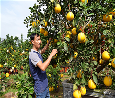 Bưởi cảnh cổ thụ cho quả hình hồ lô “tam quý” cháy hàng dịp cận tết